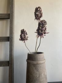 Chinese Anjer Purper drie bloemen op een steel 77 cm