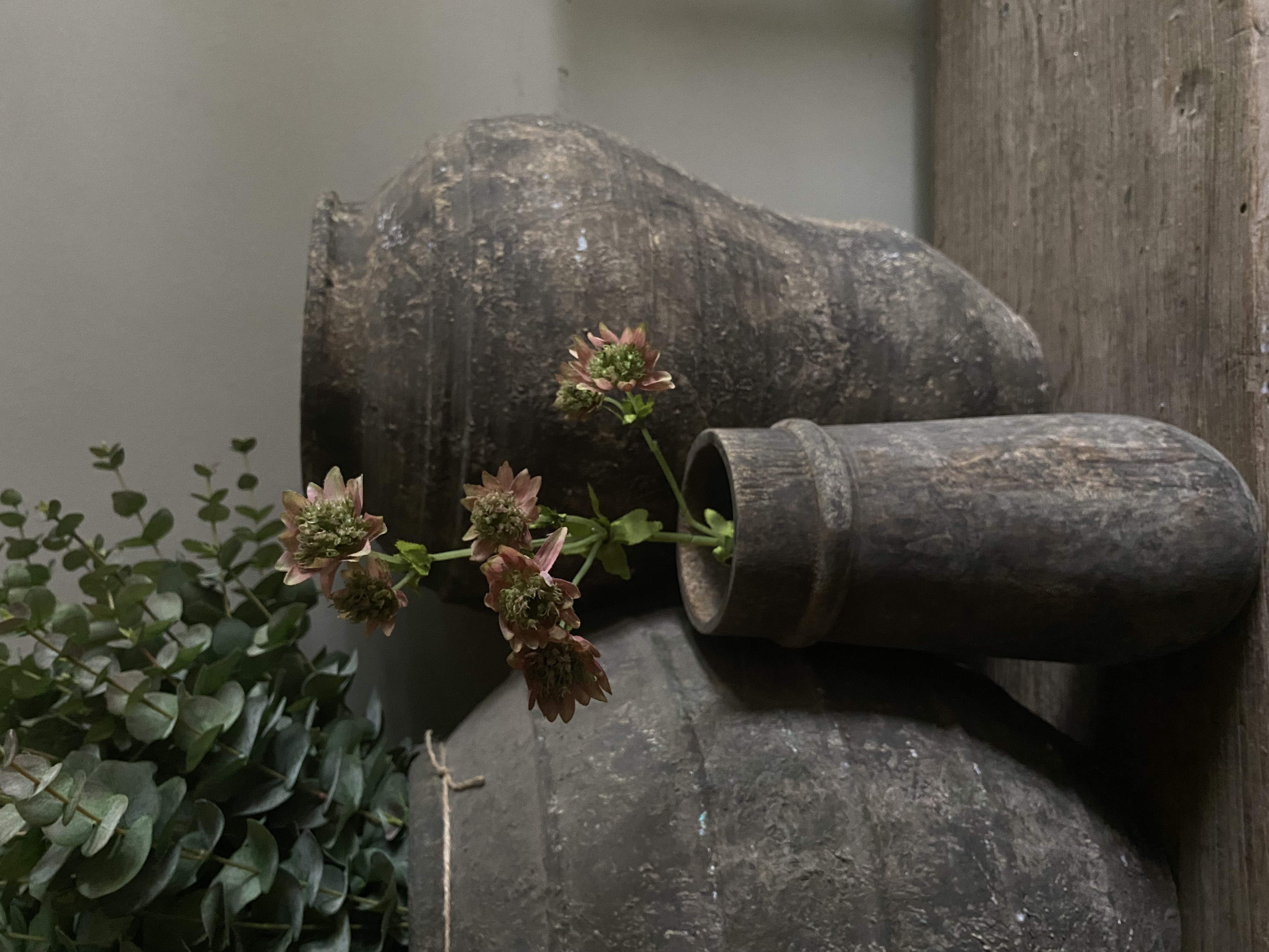Astrantia oud roze 58 cm
