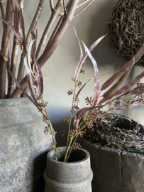 Eucalyptus  zwaardblad met vrucht  PTMD