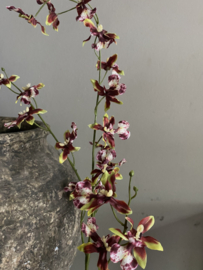 Dancing Orchid