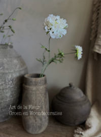 Scabiosa double 77 cm