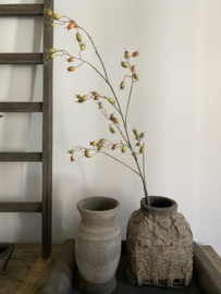Rozenbottel Groen / Oranje 130 cm
