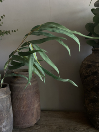 Eucalyptus groen 113 cm