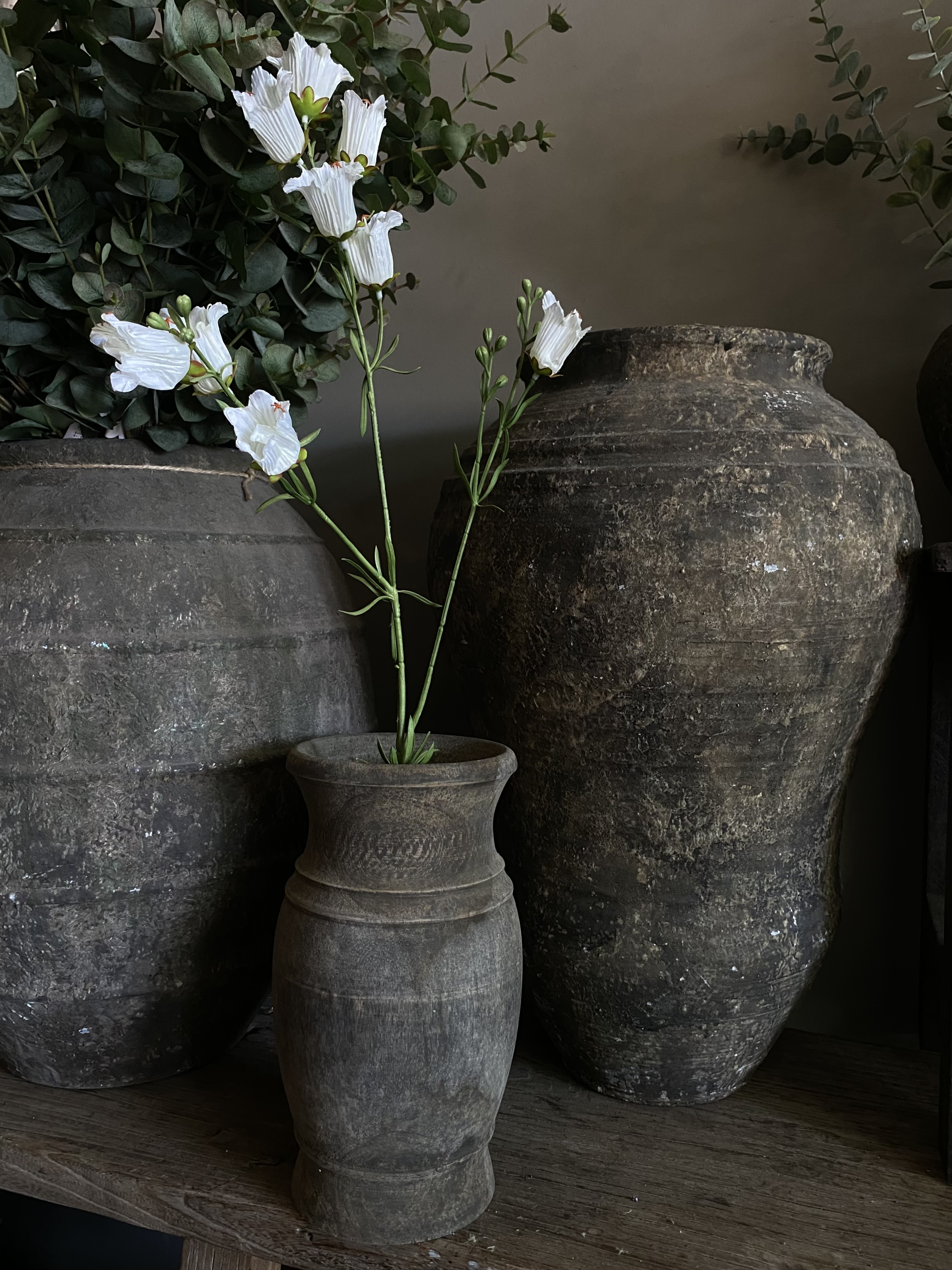 Campanula 88 cm