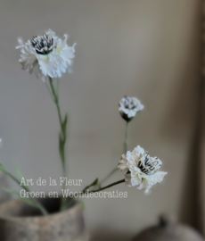 Korenbloem wit S