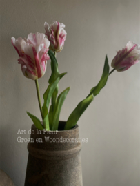 Papegaai tulp de luxe beauty 51 cm