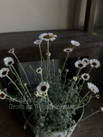 Marokkaanse Margriet wit potmaat 17 cm