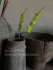 Eremurus groen 58 cm