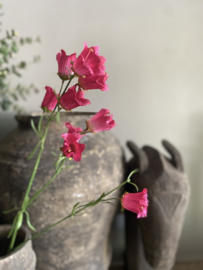Campanula 88 cm