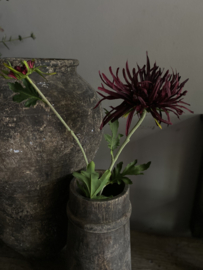 Chrysant 1 bloem 1 knop