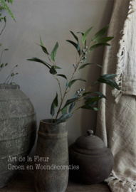 Eucalyptus met klokjes