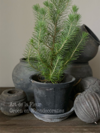 Sleetse buitenpot met schotel en echt Pinus boompje