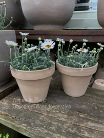 Marokkaanse Margriet wit incl Terra Cotta pot