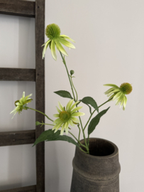 Echinacea | Wit Groen 72 cm bruin hart