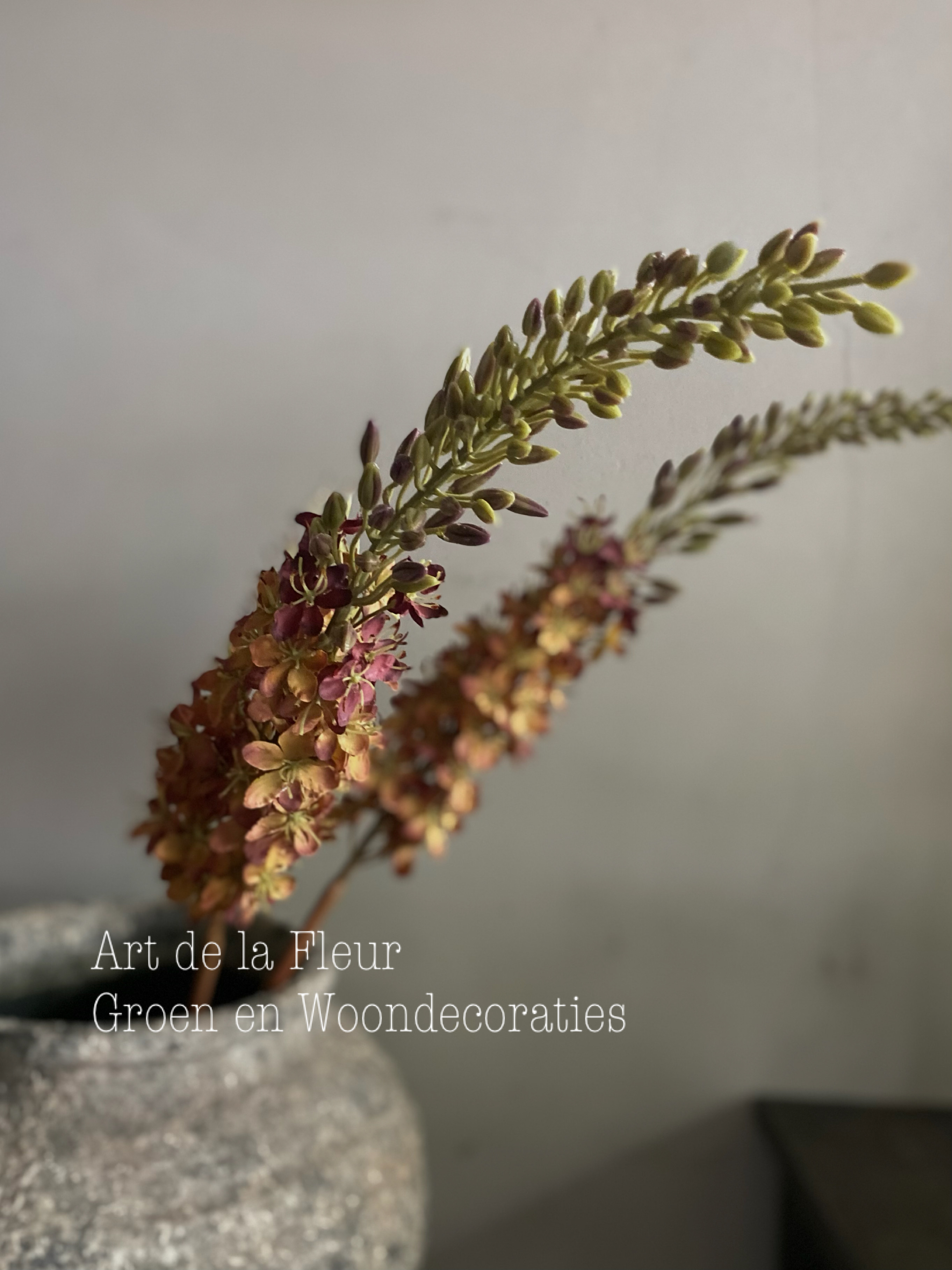 Eremurus Bruin 106 cm