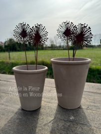 Roest tuinsteker Allium 38 cm