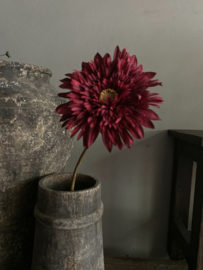 Gerbera double
