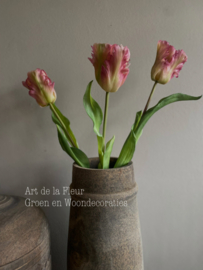 Papegaai tulp de luxe gemêleerd vlam  51 cm