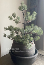 Pinus boom in jute zak groen | grijs iced 72 cm