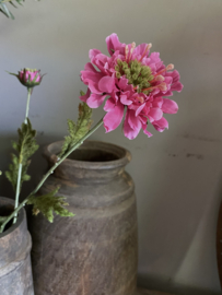 Scabiosa  66 cm