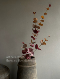 Eucalyptus Burgundy  81 cm
