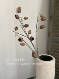 Eucalyptus Bells bruin 86 cm