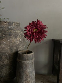 Gerbera double