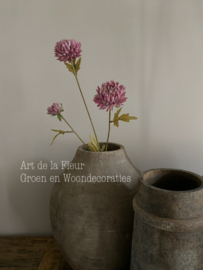 Aster 70 cm