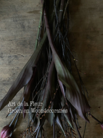 Knop Tulpjes 7 stuks ingetogen van kleur / donker blad  Met Gagel Deep Pink
