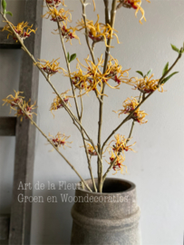 Hamamelis 121 cm
