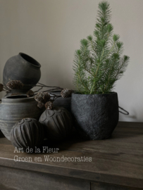 Pinus Silvercrest S incl pot ruw zwart 16 x 17