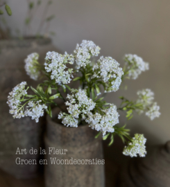 Bundel veldbloemen wit