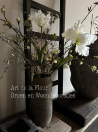 XL Papagaai Tulp white open  Nieuw