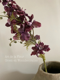 Delphinium 97 cm