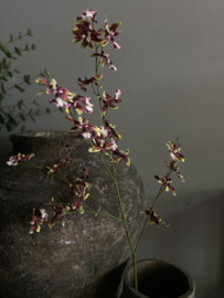 Dancing Orchid