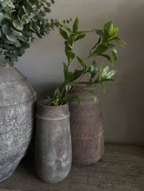 Japonica 60 cm
