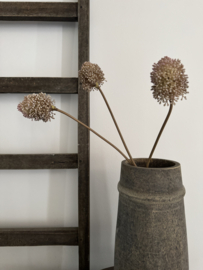 Bosje van 3 Allium zeer subtiel van kleur
