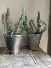 Rozemarijn wildgroeiende soort