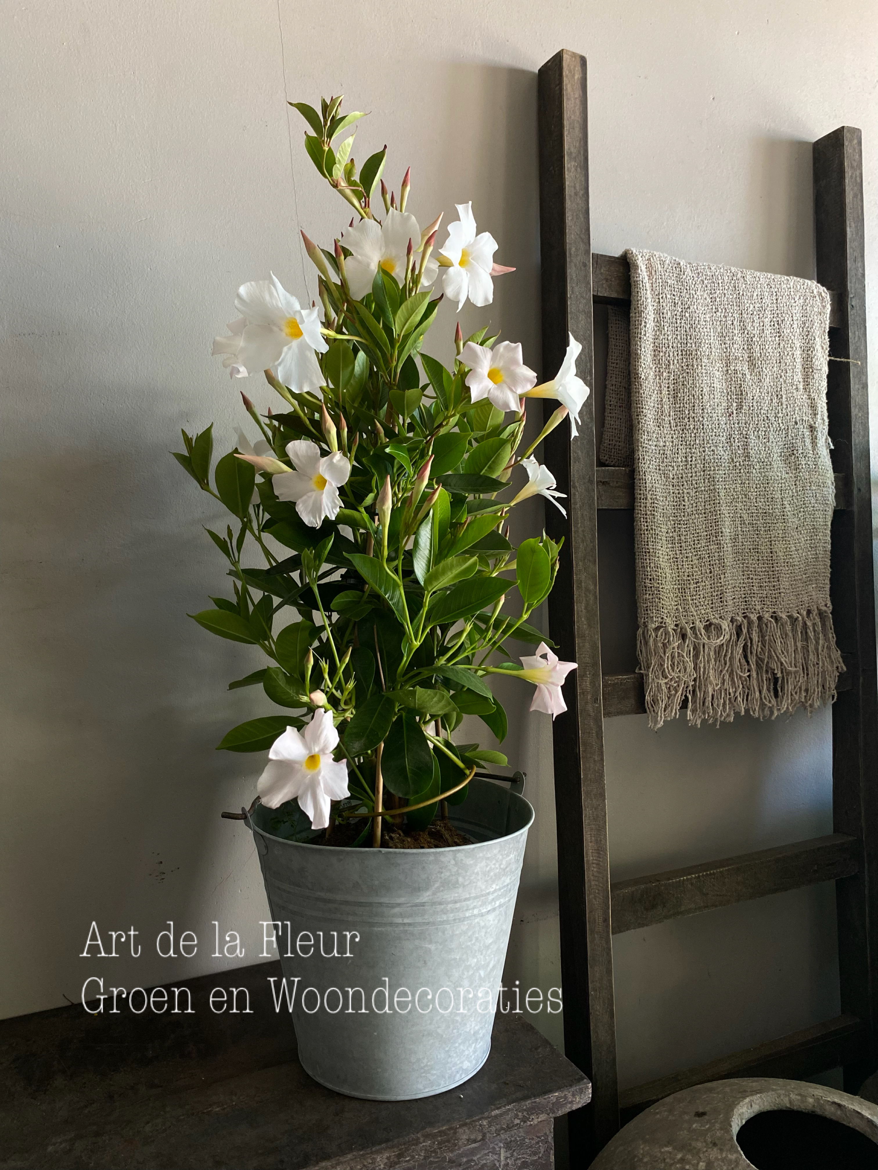 Mandevilla bomvol knoppen ! Ong 60 cm hoog