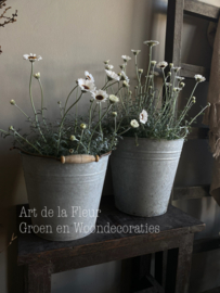 Marokkaanse Margriet wit potmaat 17 cm