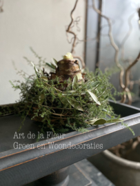 Amaryllis bol M wit opgemaakt met wilde Asparagus en wat Olijfblad