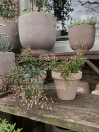 Jasmijn incl Terra Cotta pot