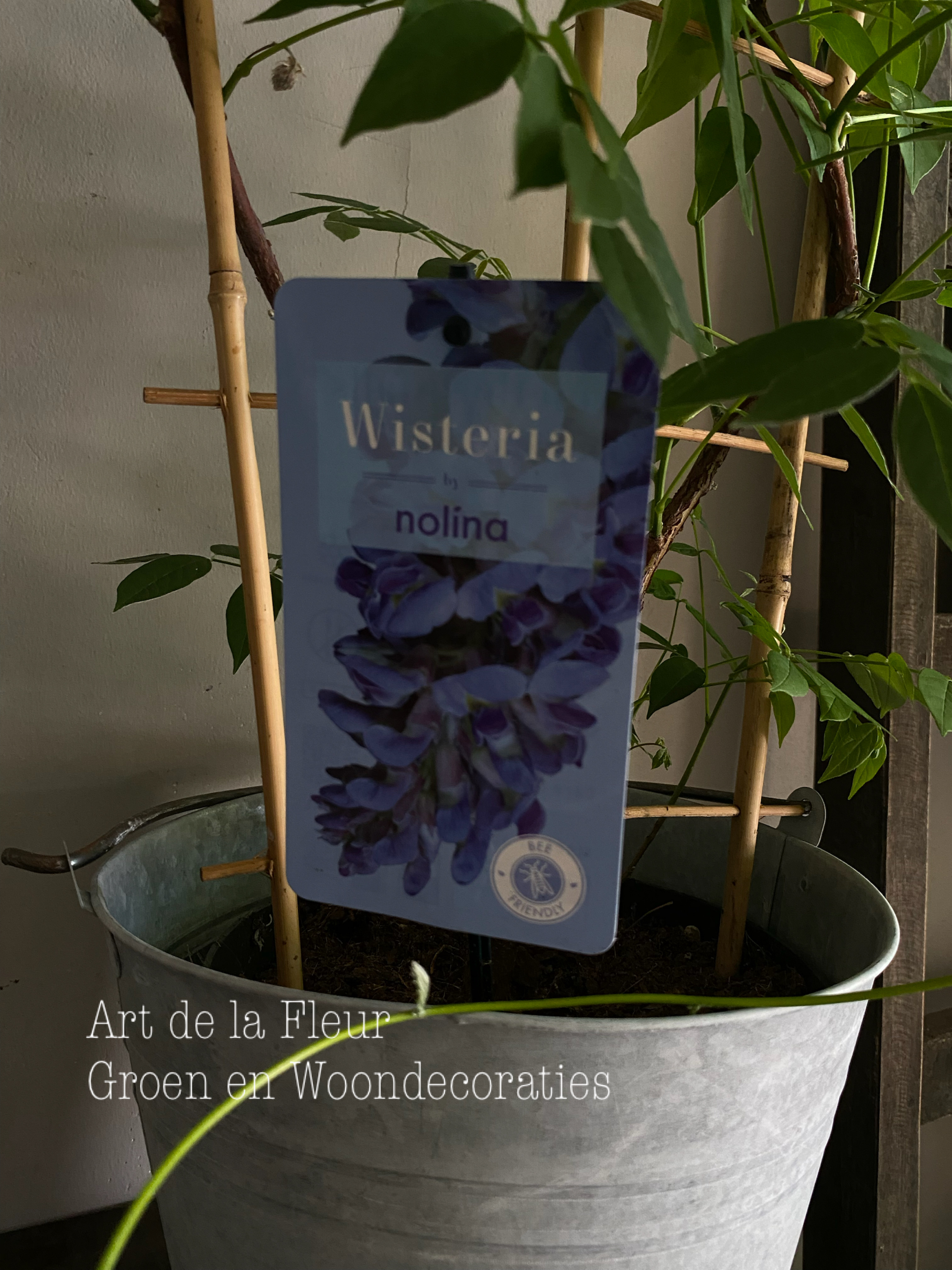 Blauwe regen prachtig exemplaar! Excl zinken emmer