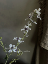 Delphinium ( Ridderspoor )  100 cm