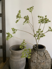 Fluitenkruid 13 bloemen  Groen  90 cm