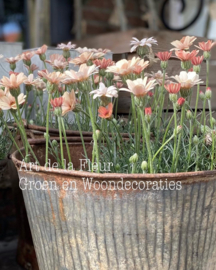 Marokkaanse Margriet Zalm | Oranje potmaat 13 cm