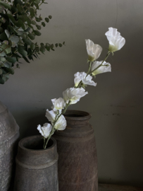 Sweetpea wit 71 cm
