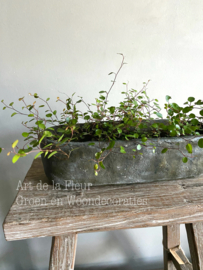 Beton pot cakevorm L 33 x 11 x 10