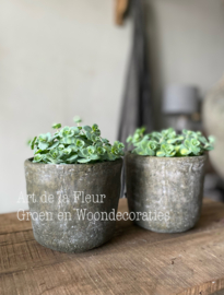 Sedum excl pot