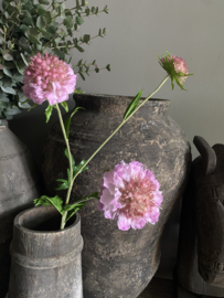 Scabiosa Roze 76 cm